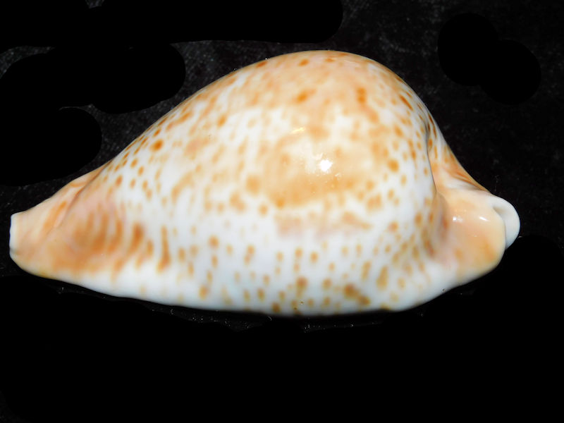 Umbilia hesitata hesitata 3 ½” or 86.11mm."Bass Straits Superb"LOT#901250JB