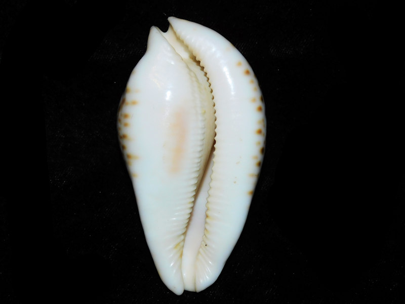 Modal Additional Images for Umbilia hesitata hesitata 3 ½” or 86.11mm."Bass Straits Superb"LOT#901250JB