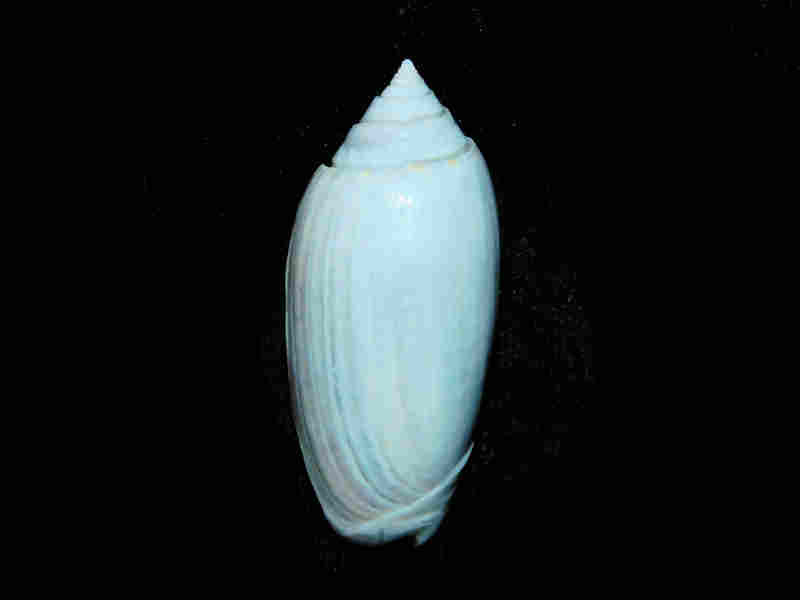 Americoliva sp. 1.776” or 45.10mm."Rare Golden Gate Un-Described Oliva" Lot#17942 (image for) Americoliva sp. 1.776” or 45.10mm."Rare Golden Gate Un-Described Oliva" Lot#17942