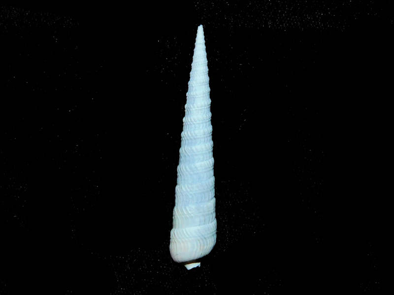 Myurellina unilineata 2 1/8” or 53.47mm."Pinecrest Member" Lot#17910 (image for) Myurellina unilineata 2 1/8” or 53.47mm."Pinecrest Member" Lot#17910