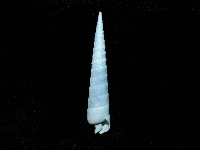 Modal Additional Images for Myurellina unilineata 2 1/8” or 53.47mm."Pinecrest Member" Lot#17910