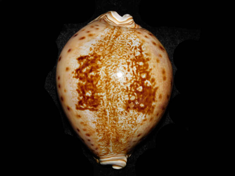 (image for) Leporicypraea valentia 3 5/8” or 90.78mm."Superb Rare" LOT#901218JB