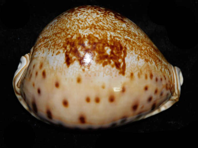 Leporicypraea valentia 3 5/8” or 90.78mm."Superb Rare" LOT#901218JB