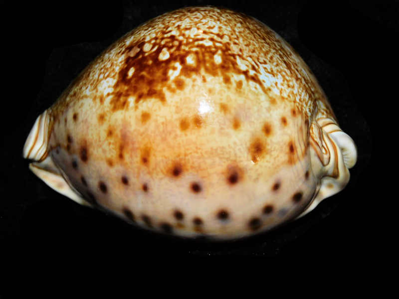 Leporicypraea valentia 3 5/8” or 90.78mm."Superb Rare" LOT#901218JB