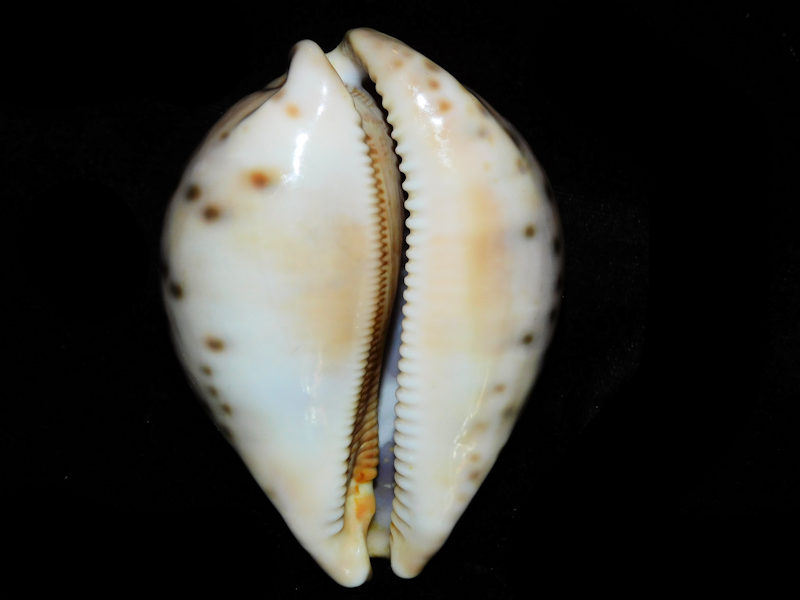 Modal Additional Images for Leporicypraea valentia 3 5/8” or 90.78mm."Superb Rare" LOT#901218JB