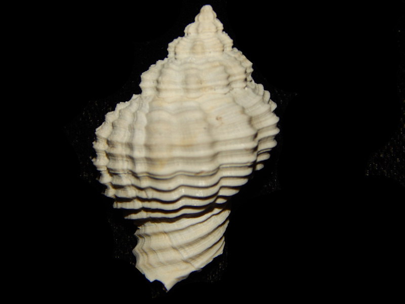 Florida Seashells and Fossils, Quality Florida Fossil Sea Shells