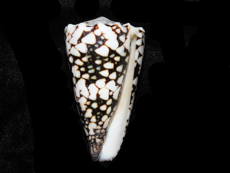 Modal Additional Images for Conus vidua 2 5/8” or 65.99mm."Beautiful" LOT#901296JB