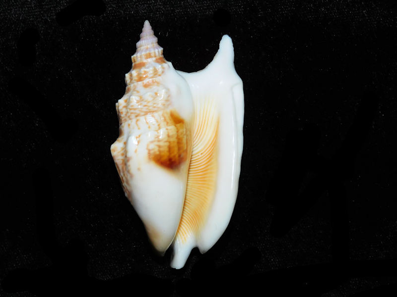 Modal Additional Images for Euprotomus vomer 2 ¾” or 67.48mm."Noumea, New Caledonia LOT#901246JB