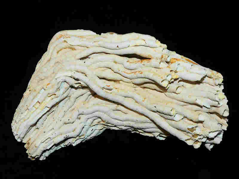 (image for) Vermicularia recta 6 7/8" or 175.15mm wide cluster Lot#17980