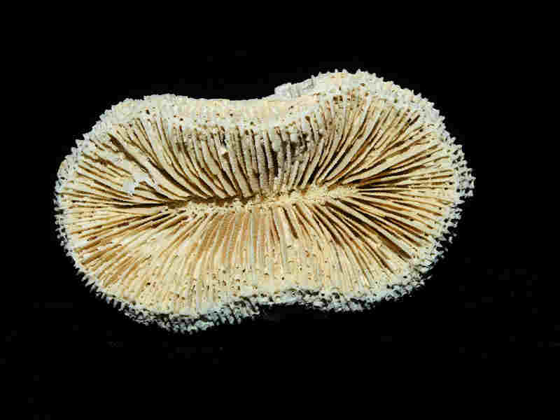 (image for) Antillia walli 76.74mm wide x 72.52mm. "Super Rare Adult Golden Gate" Lot#17977