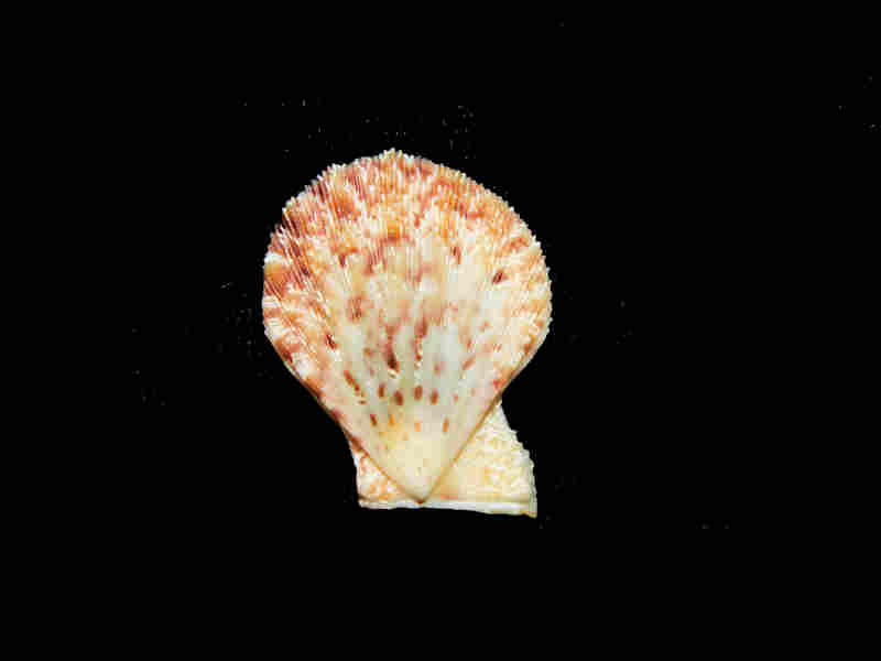 (image for) Complicachlamys wardiana 23.25mm."Camotes Sea" Lot#17933