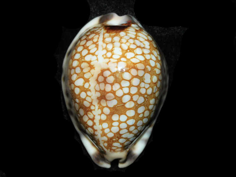 (image for) Mauritia histrio westralis 65.65mm "Broome West Australia" LOT#901307JB