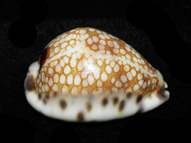 Mauritia histrio westralis 65.65mm "Broome West Australia" LOT#901307JB