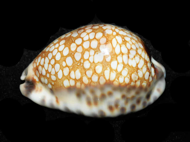 Mauritia histrio westralis 65.65mm "Broome West Australia" LOT#901307JB