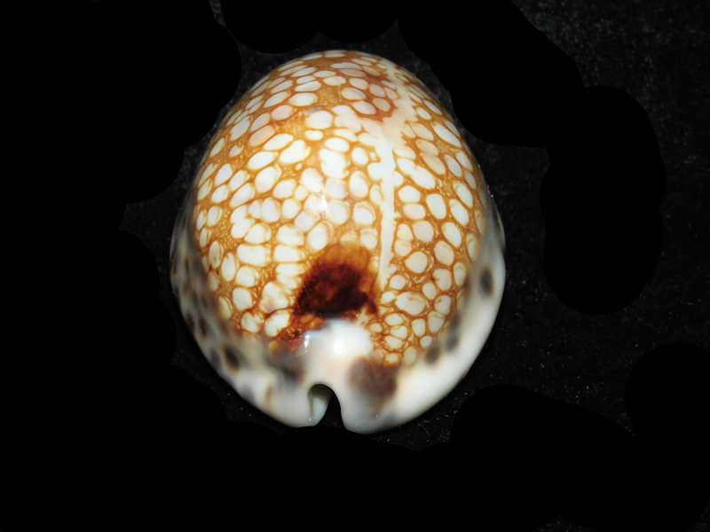 Mauritia histrio westralis 65.65mm "Broome West Australia" LOT#901307JB