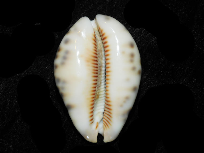 Modal Additional Images for Mauritia histrio westralis 65.65mm "Broome West Australia" LOT#901307JB