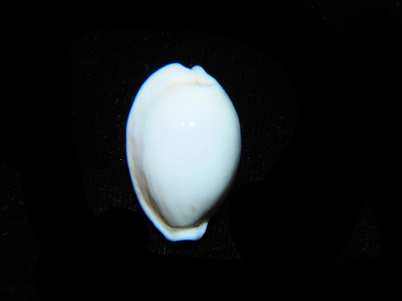 (image for) Cribrarula cribraria melwardi 24.27mm. Wilson Island, Queensland Australia Lot#901204JB