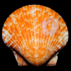 A generic image