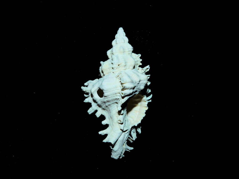 Chicoreus xestos 1 3/4” or 44.01mm. "Choice with Drill Hole" Lot#17896