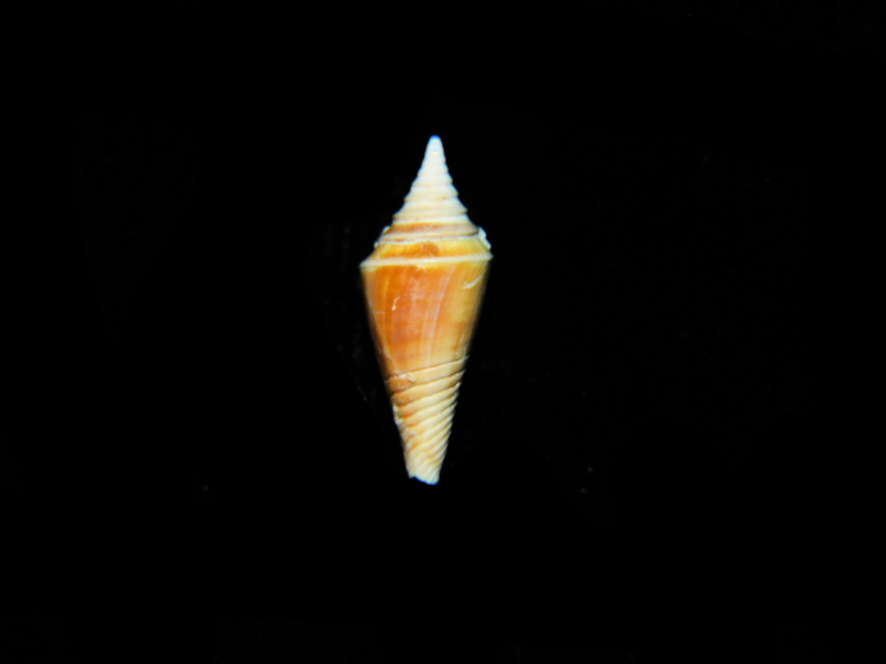 Ximeniconus chipolanus 14.90mm.'Miocene" #17841