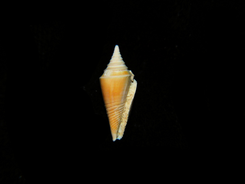 Ximeniconus chipolanus 14.90mm.'Miocene" #17841