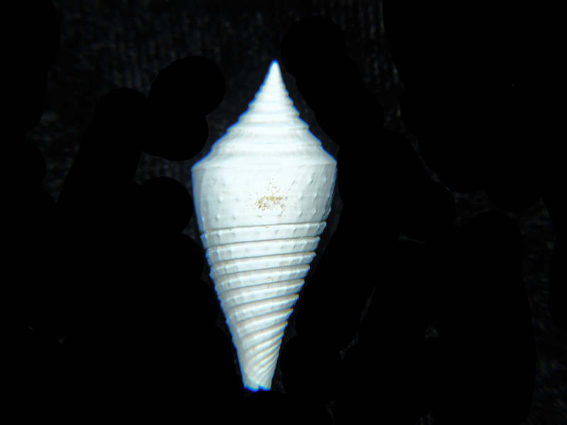 (image for) Ximeniconus chipolanus 1” or 25.27mm. "Farley Creek Superb" Lot#17903