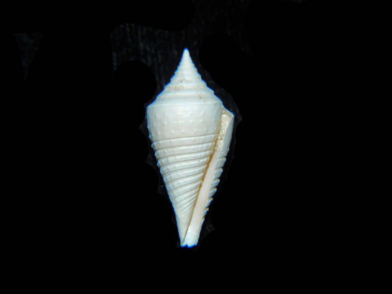 Modal Additional Images for Ximeniconus chipolanus 1” or 25.27mm. "Farley Creek Superb" Lot#17903
