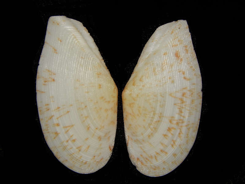 Florida & Worldwide Bivalve Specimen Seashells : Florida Seashells and ...