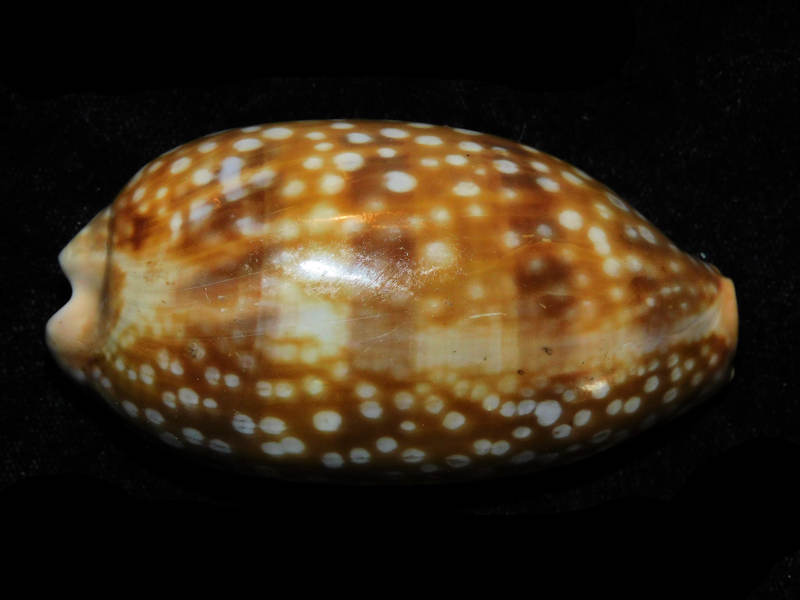 Macrocypraea zebra 3 1/8” or 78.53mm."Large" LOT#901214JB