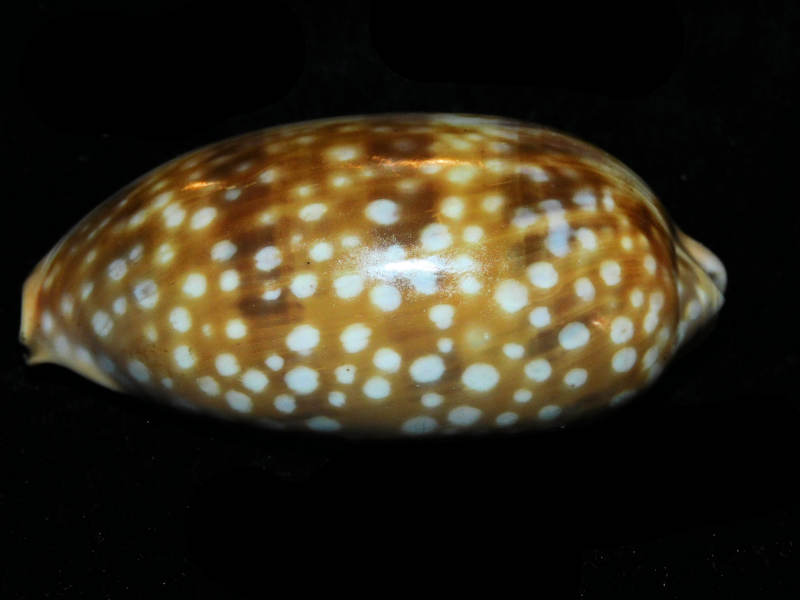 Macrocypraea zebra 3 1/8” or 78.53mm."Large" LOT#901214JB