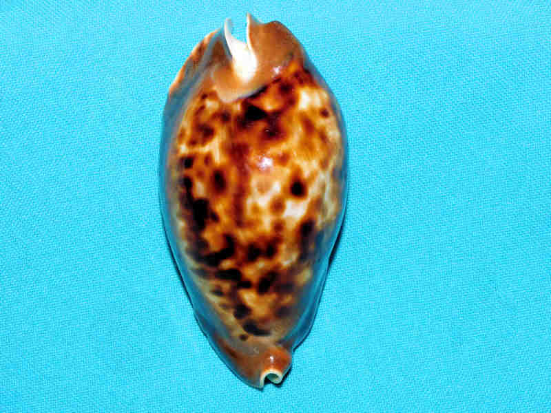 (image for) Zoila friendii friendii 3 3/8” or 83.74mm. Freemantle West Australia LOT#Zoila friendii friendii 3 3/8” or 83.74mm.