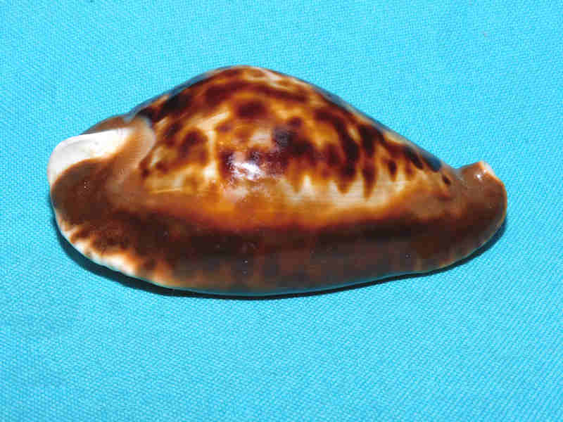 Zoila friendii friendii 3 3/8” or 83.74mm. Freemantle West Australia LOT#Zoila friendii friendii 3 3/8” or 83.74mm.