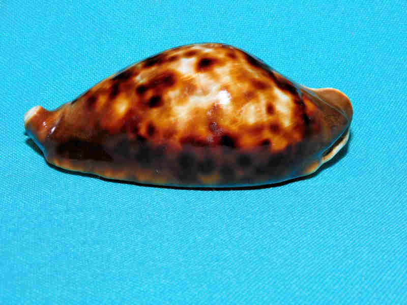 Zoila friendii friendii 3 3/8” or 83.74mm. Freemantle West Australia LOT#Zoila friendii friendii 3 3/8” or 83.74mm.