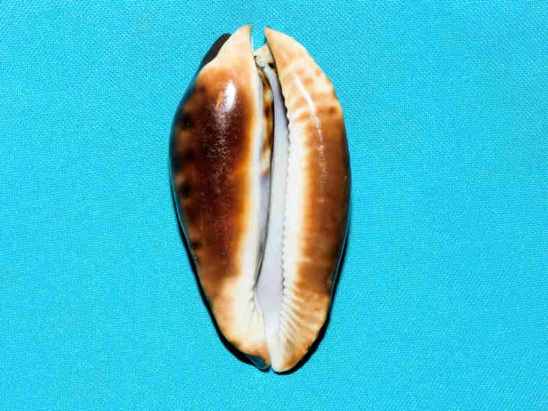 Modal Additional Images for Zoila friendii friendii 3 3/8” or 83.74mm. Freemantle West Australia LOT#Zoila friendii friendii 3 3/8” or 83.74mm.