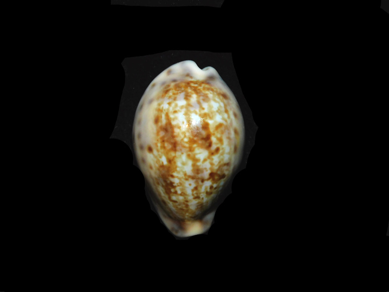 (image for) Zonaria zonaria 1 ¼” or 30.52mm. "Uncommon Beauty" LOT#901262JB