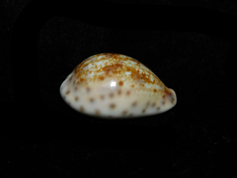 Zonaria zonaria 1 ¼” or 30.52mm. "Uncommon Beauty" LOT#901262JB