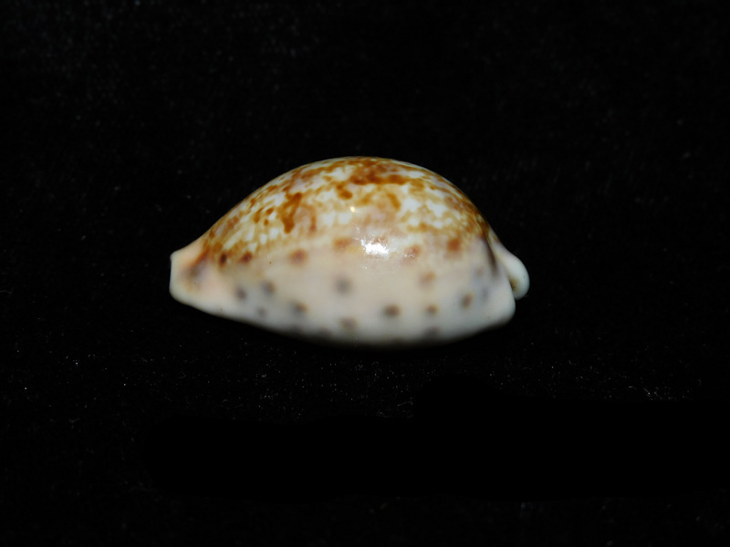Zonaria zonaria 1 ¼” or 30.52mm. "Uncommon Beauty" LOT#901262JB