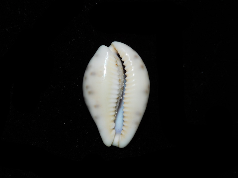 Modal Additional Images for Zonaria zonaria 1 ¼” or 30.52mm. "Uncommon Beauty" LOT#901262JB