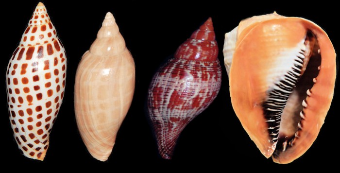 Florida Seashells and Fossils, Specimen Shells and Fossil Shells
